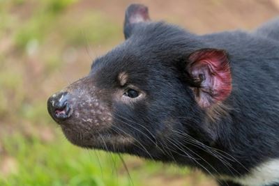 Tasmanian devils born on Australian mainland in rewilding push