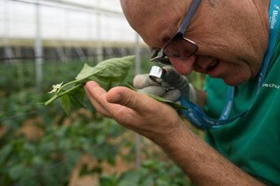 Insects replace pesticides in Spain's 'Sea of Plastic'
