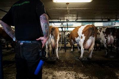Cows help rehabilitate prisoners in Sweden