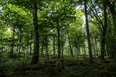 British burglar caught after spending 5 months in French woods