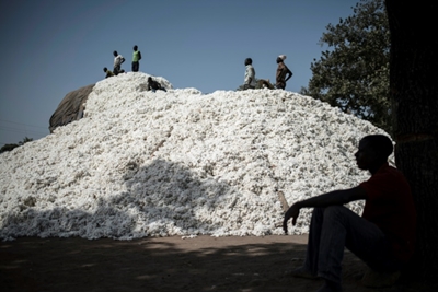 White gold gamble: Togo turns to private sector for cotton revival