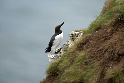 Dutch probe mass seabird death mystery