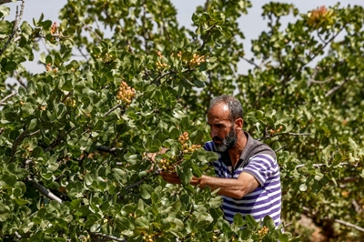 Syria pistachio farmers return to orchards after years of war