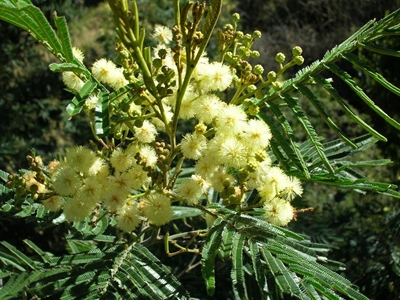 Tackle invasive plants with WESSA
