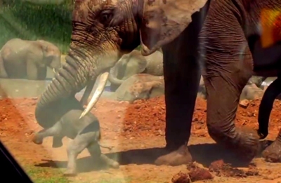 Elephant bull chucking calf goes viral