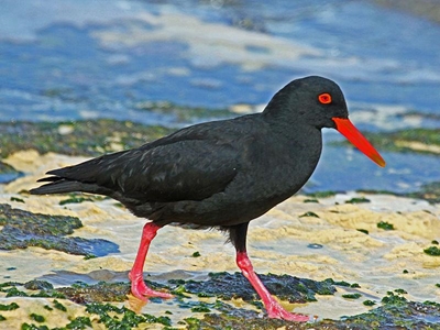 Celebrate our wetlands for the future