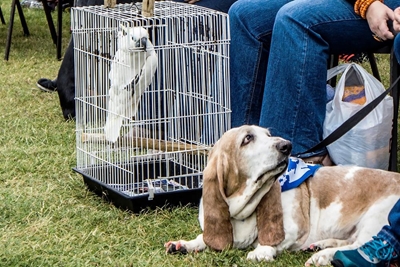 Bark for Life a huge success