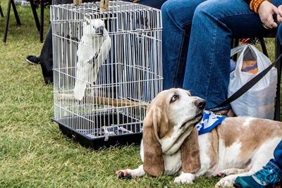 Bark for Life a huge success