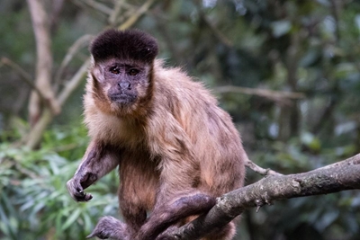 5 Star attractions at Monkeyland