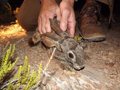 Riverine rabbits found in Anysberg