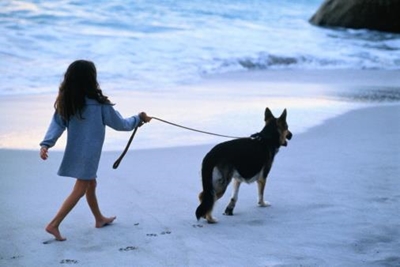 Dogs allowed on beaches