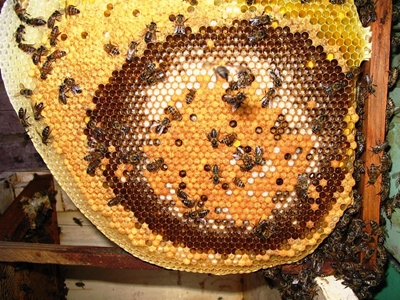 Bee disease near 'full-scale epidemic'