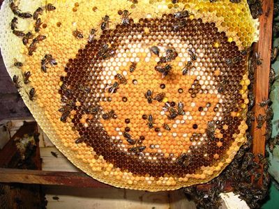 Bee disease near 'full-scale epidemic'
