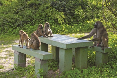 Baboon season: Be prepared