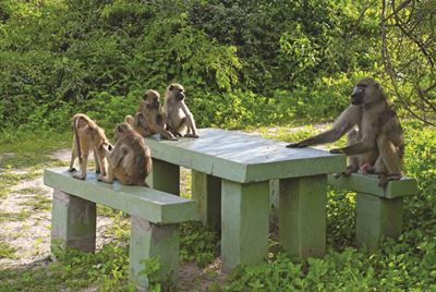 Baboon season: Be prepared