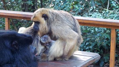 New arrivals at Monkeyland