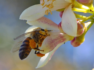 Learning all about bees