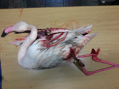 Opvolg: Flaminke word bedreig
