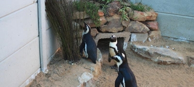 Garden Route SPCA AGM next Saturday