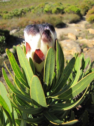 Frankenflora - Plant indigenous to the area