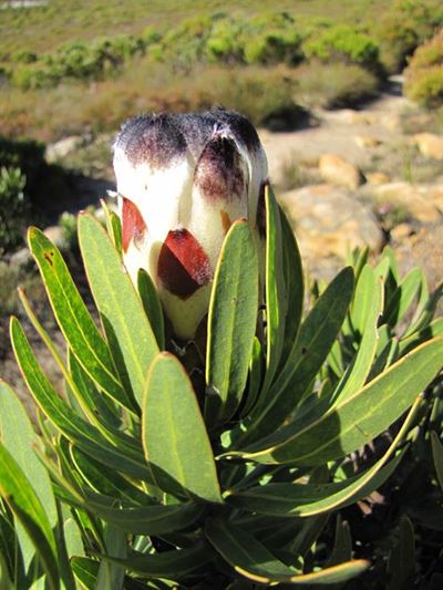 Frankenflora - Plant indigenous to the area