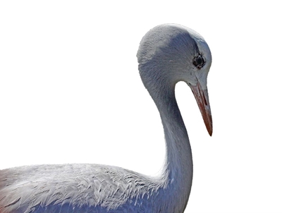 New bird hide for Mossel Bay