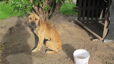 Dink voor jy jou hond weggee