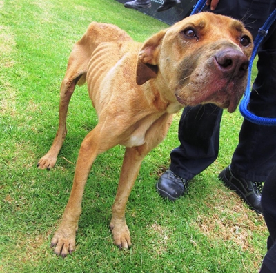 Another starved dog found