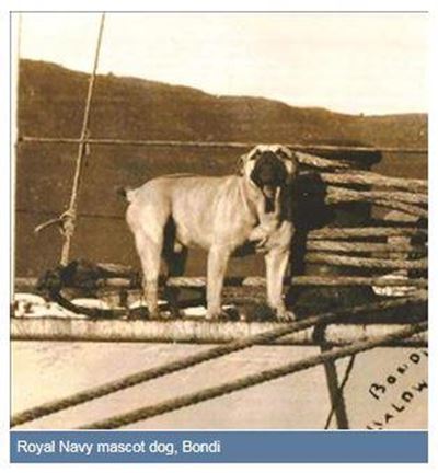 The Knysna Bondi story