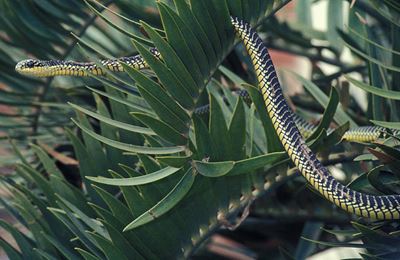 Beware of summer reptile visitors