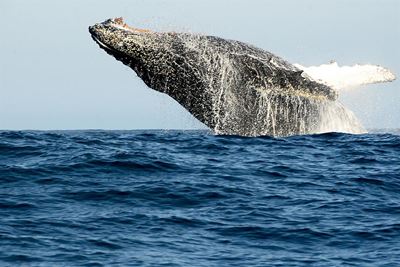 Still prime season for whale watching