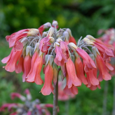 The Chandelier plant