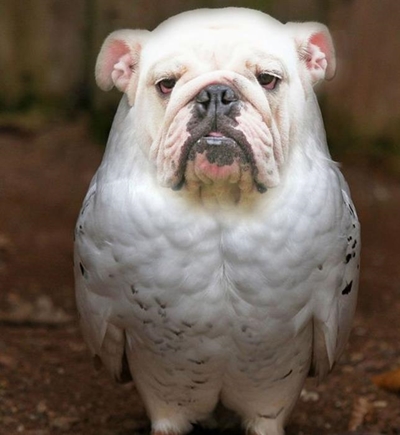 Local animal breed makes history