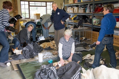 CAWS 4 PAWS sterlises 105 cats and dogs