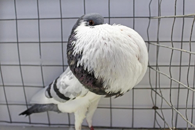 Geveerde vriende pronk in George