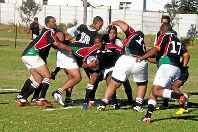 Heidelberg dryf buffels in 'n hoek