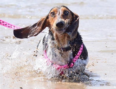 SPCA Doggy walk on 2 April
