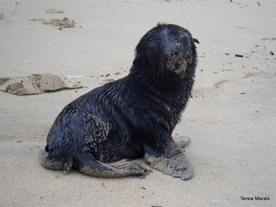 Cape Fur seal pups starting to wash up