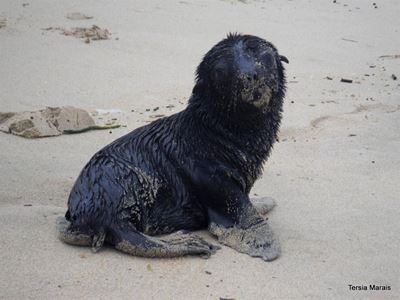 Cape Fur seal pups starting to wash up