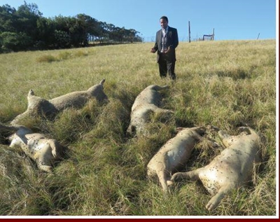 'Serial animal killer' on the loose