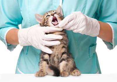 Mind your pet's mouth for total health