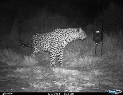 Leopard spotted on farm
