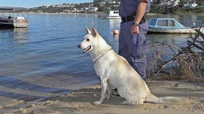 Four-legged crime fighter stabbed