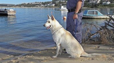 Four-legged crime fighter stabbed