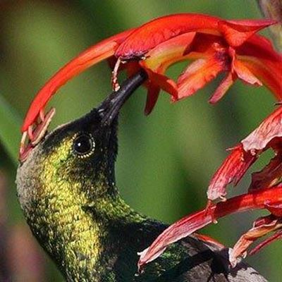 Bring back the birds