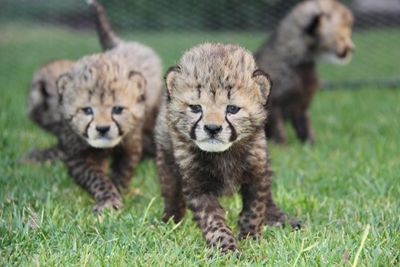 18 new babies at Cango Wildlife Ranch