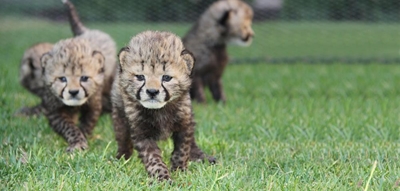 Cango Wildlife sees 18 new babies