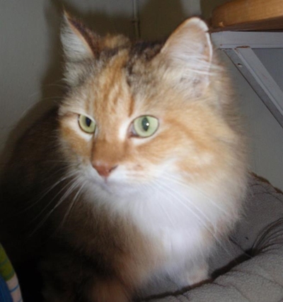 Adopt a furry friend