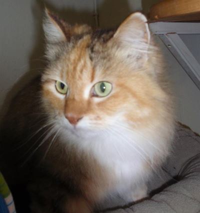 Adopt a furry friend
