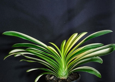 Clivia club grows clivias for leaf and plant shape